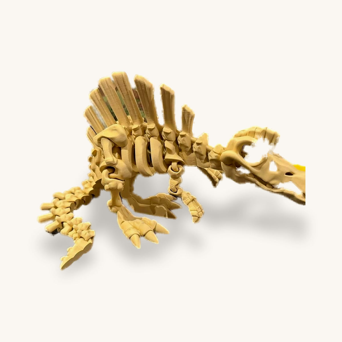 3D-printed dinosaur skeleton in bone colour with a tall spined sail along the back